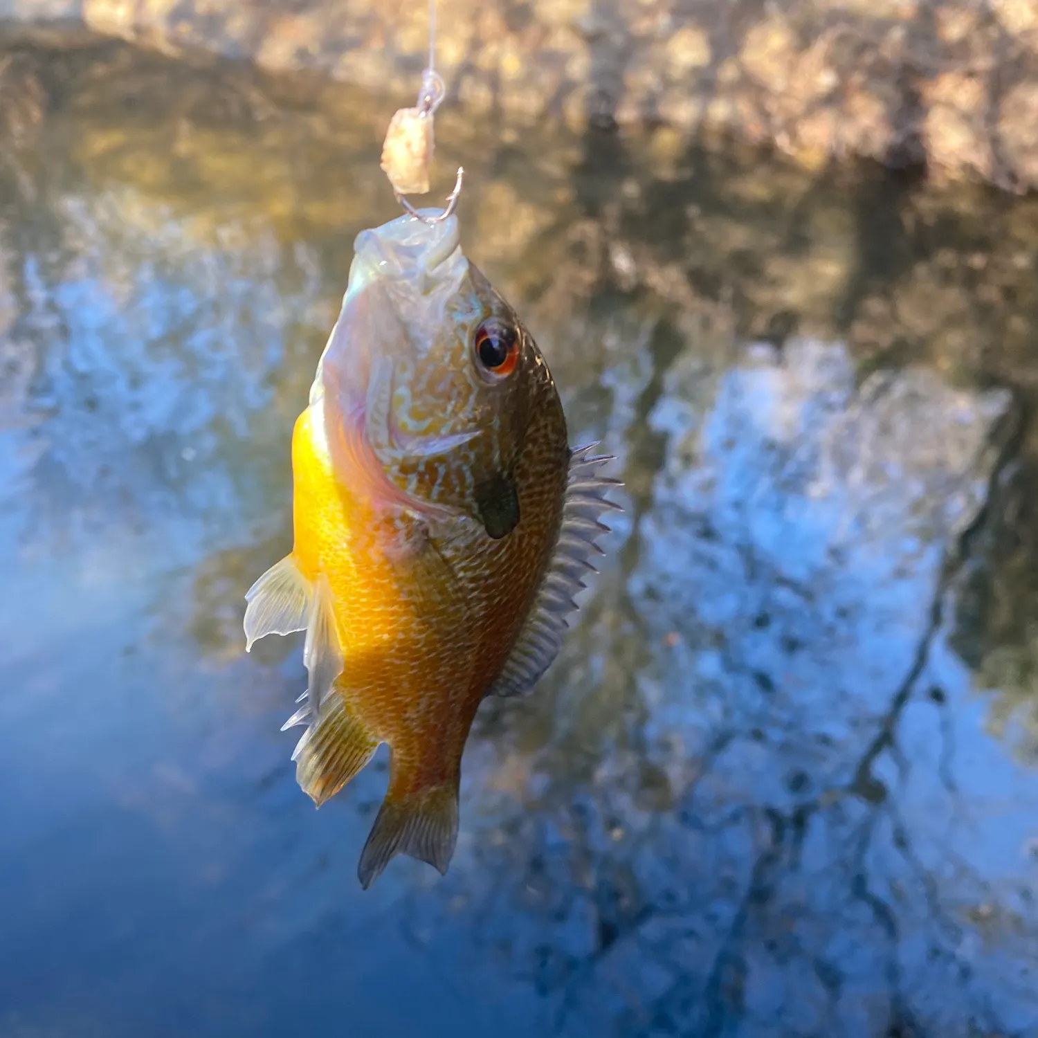 The most recent Longear sunfish catches on Fishbrain