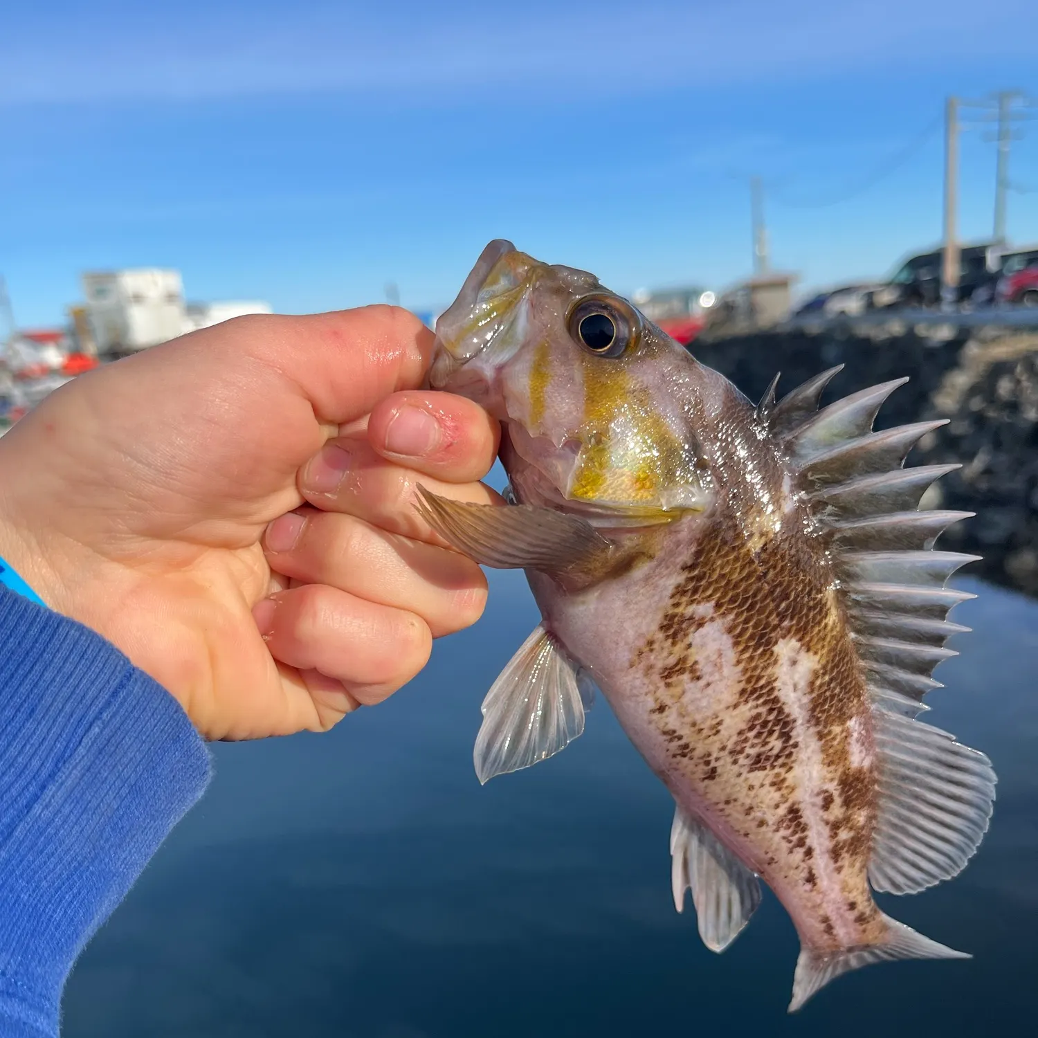 catch