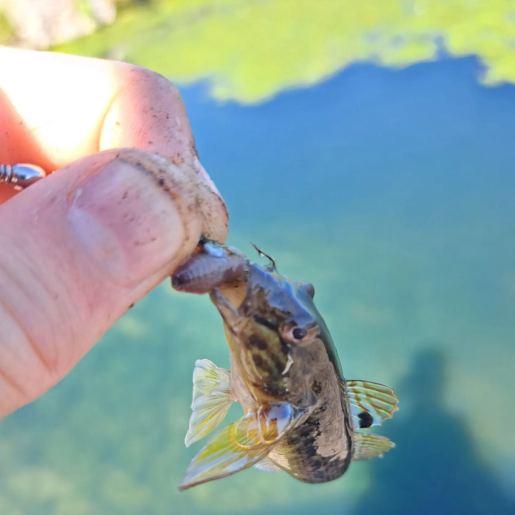 The most recent Common octopus catches on Fishbrain