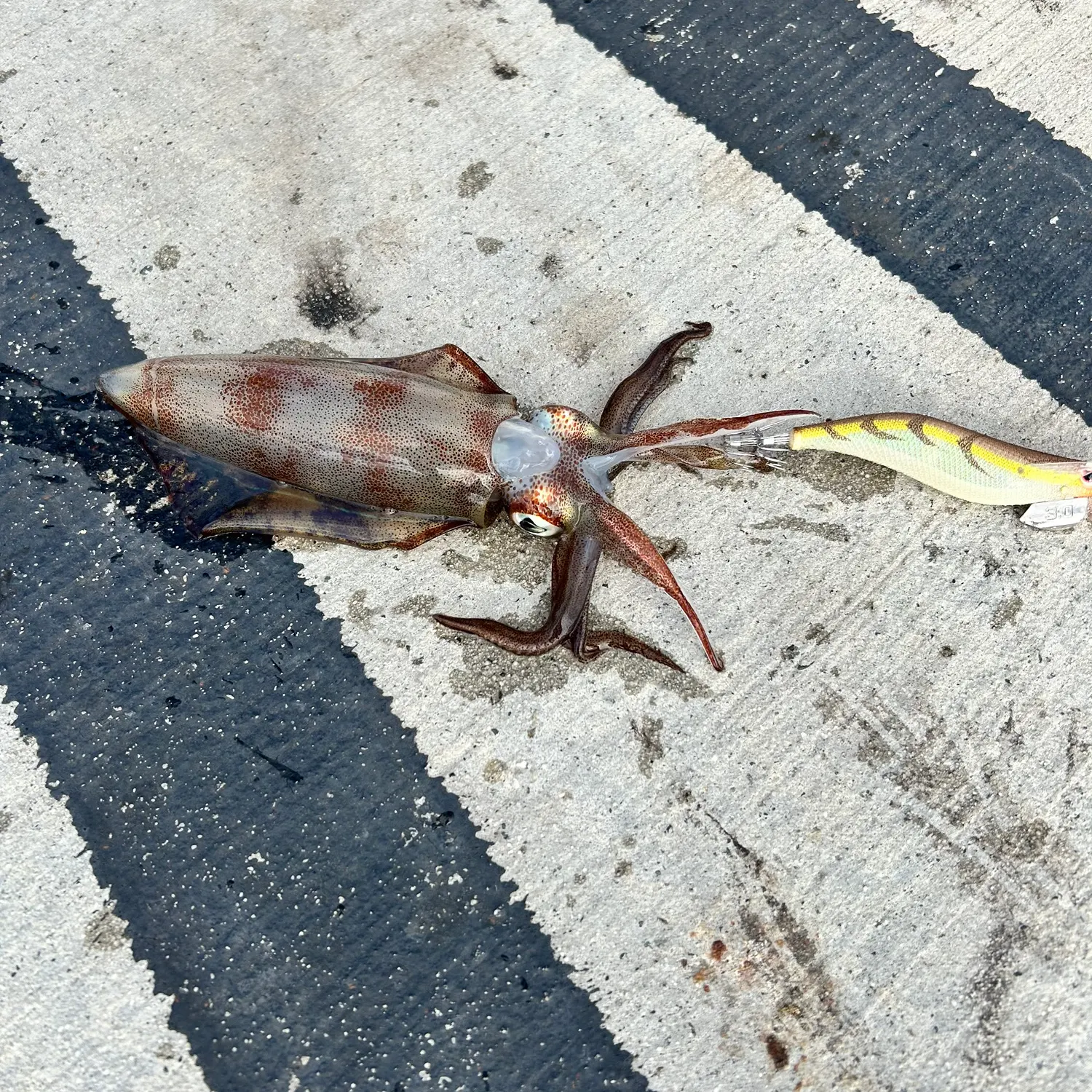 Southern calamari caught on Fishbrain