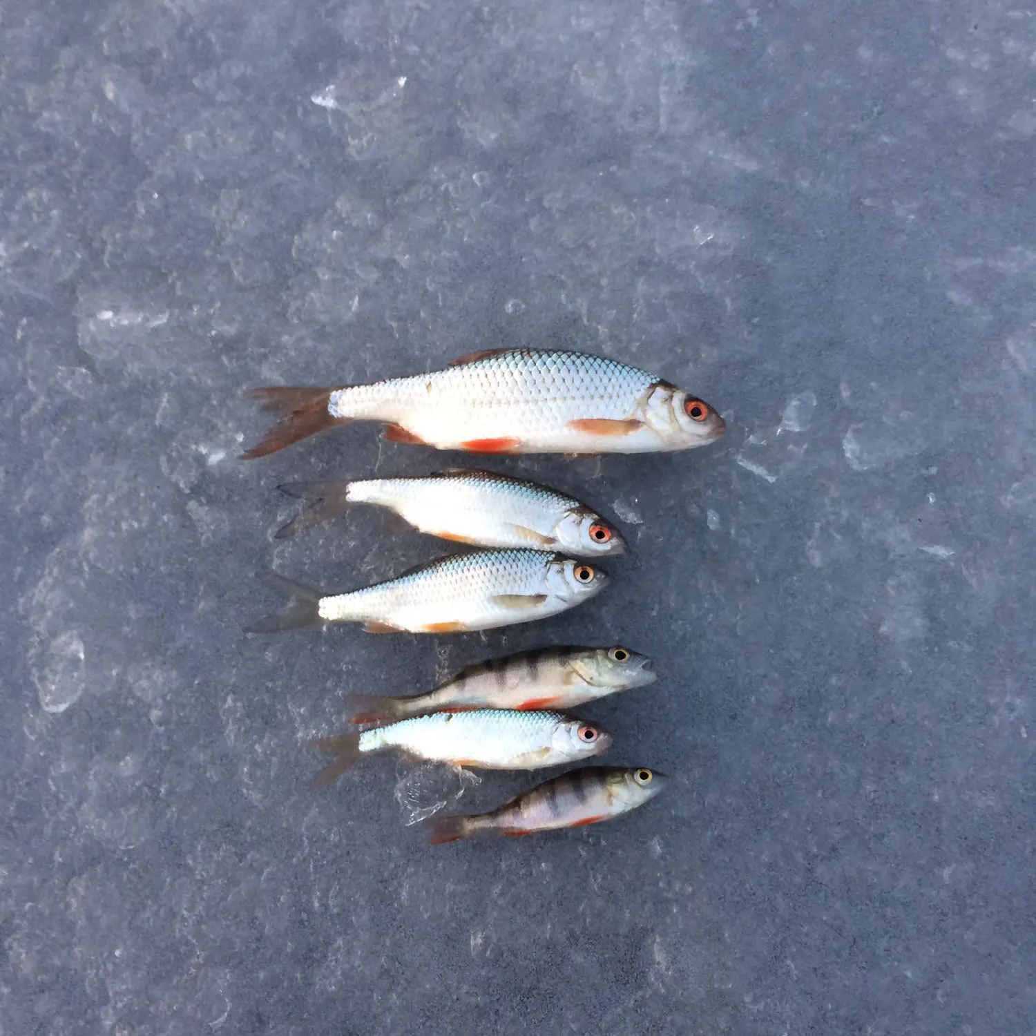 recently logged catches