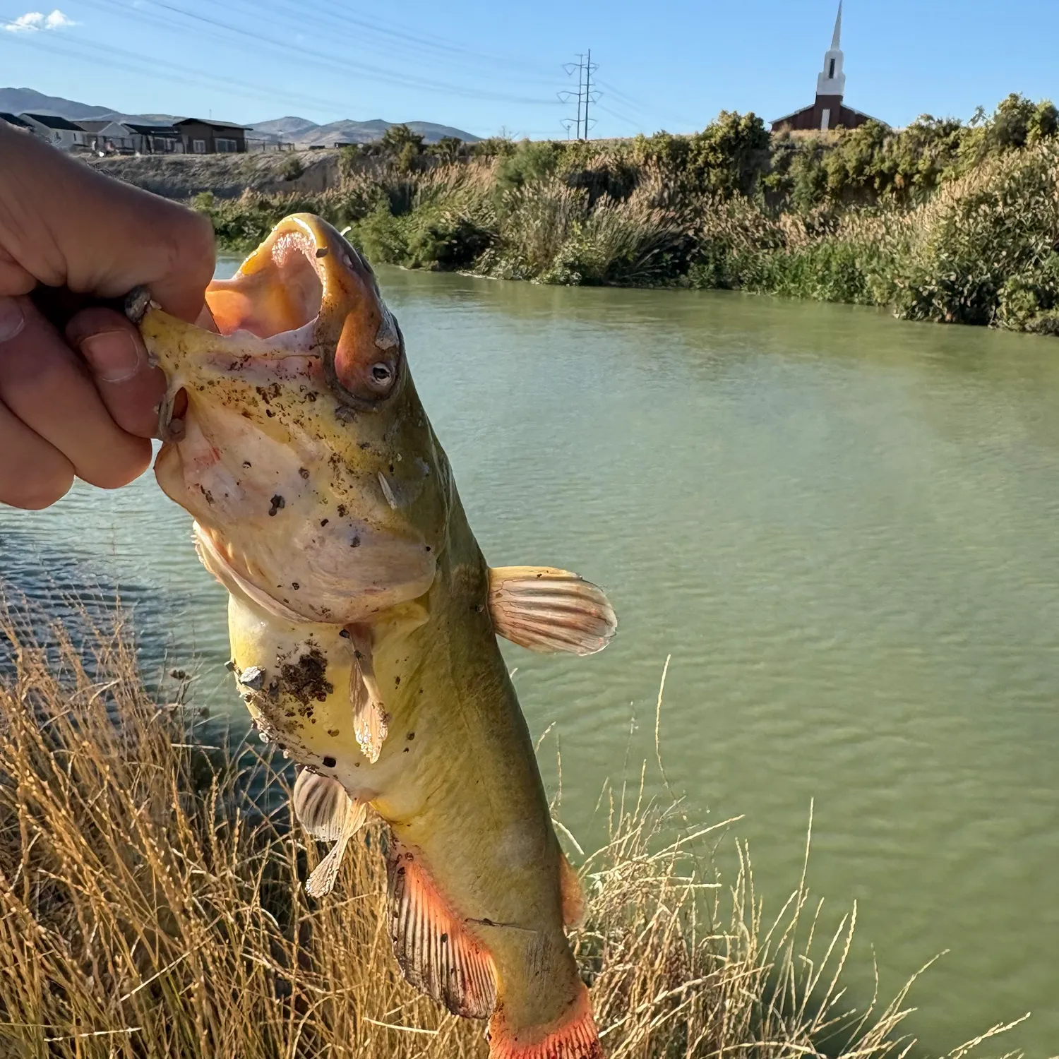 catch