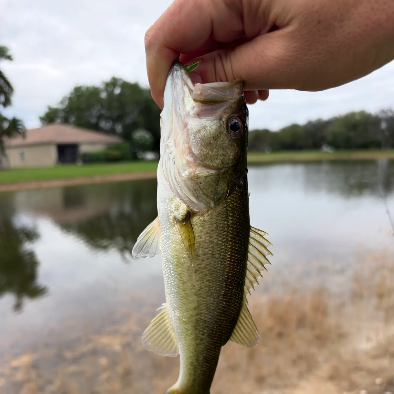 Florida bass caught on Fishbrain