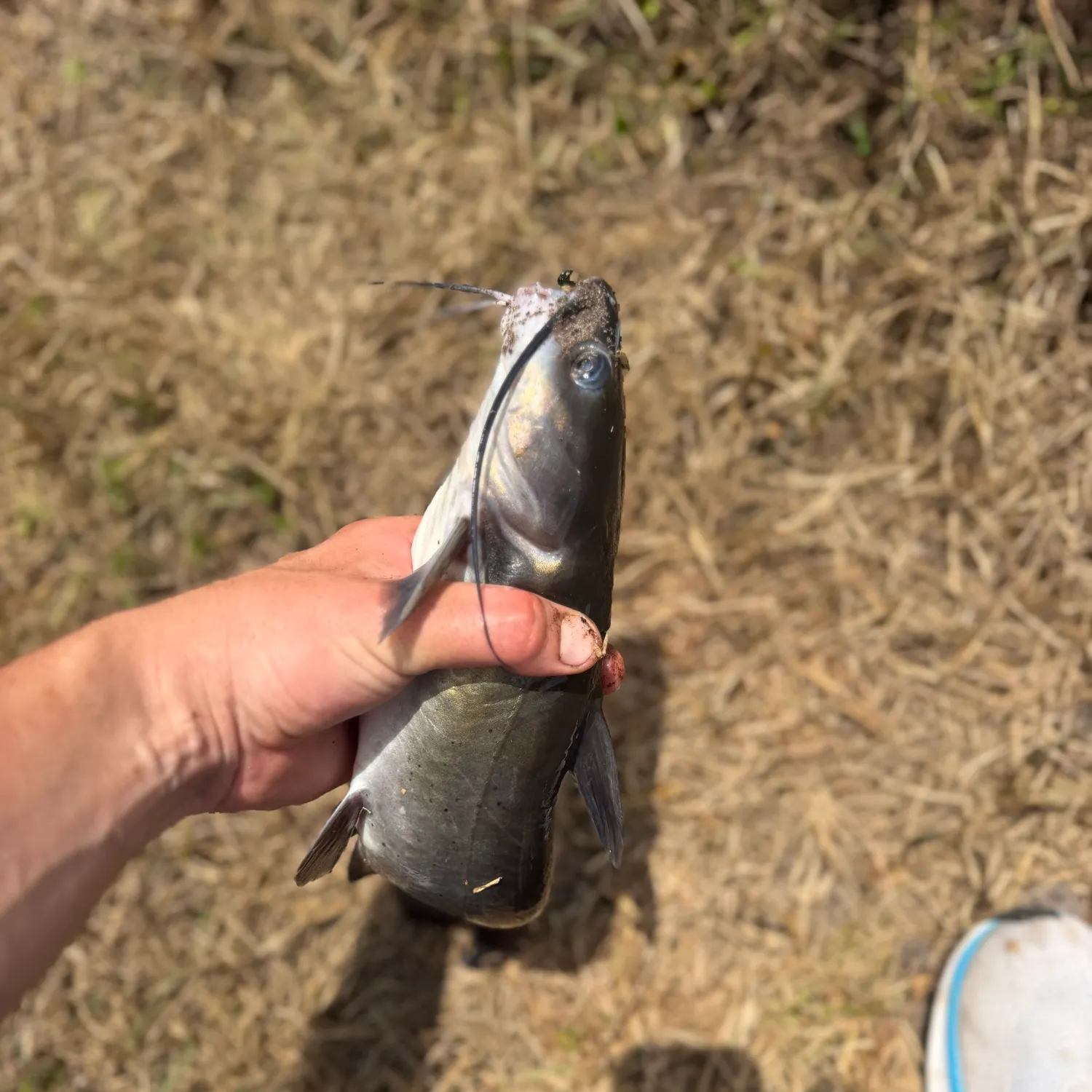 Blue catfish caught on Fishbrain