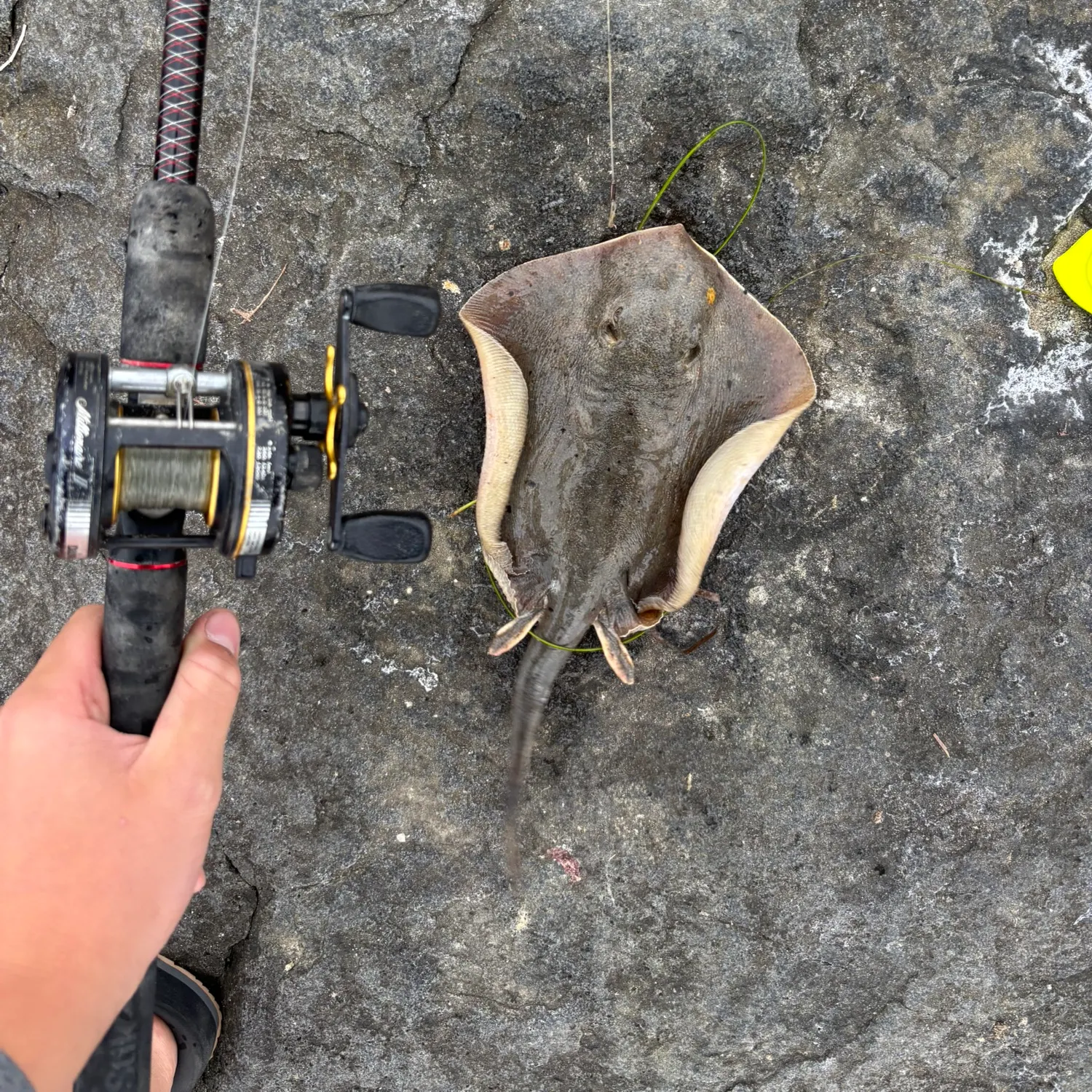 The most recent Haller's round ray catches on Fishbrain