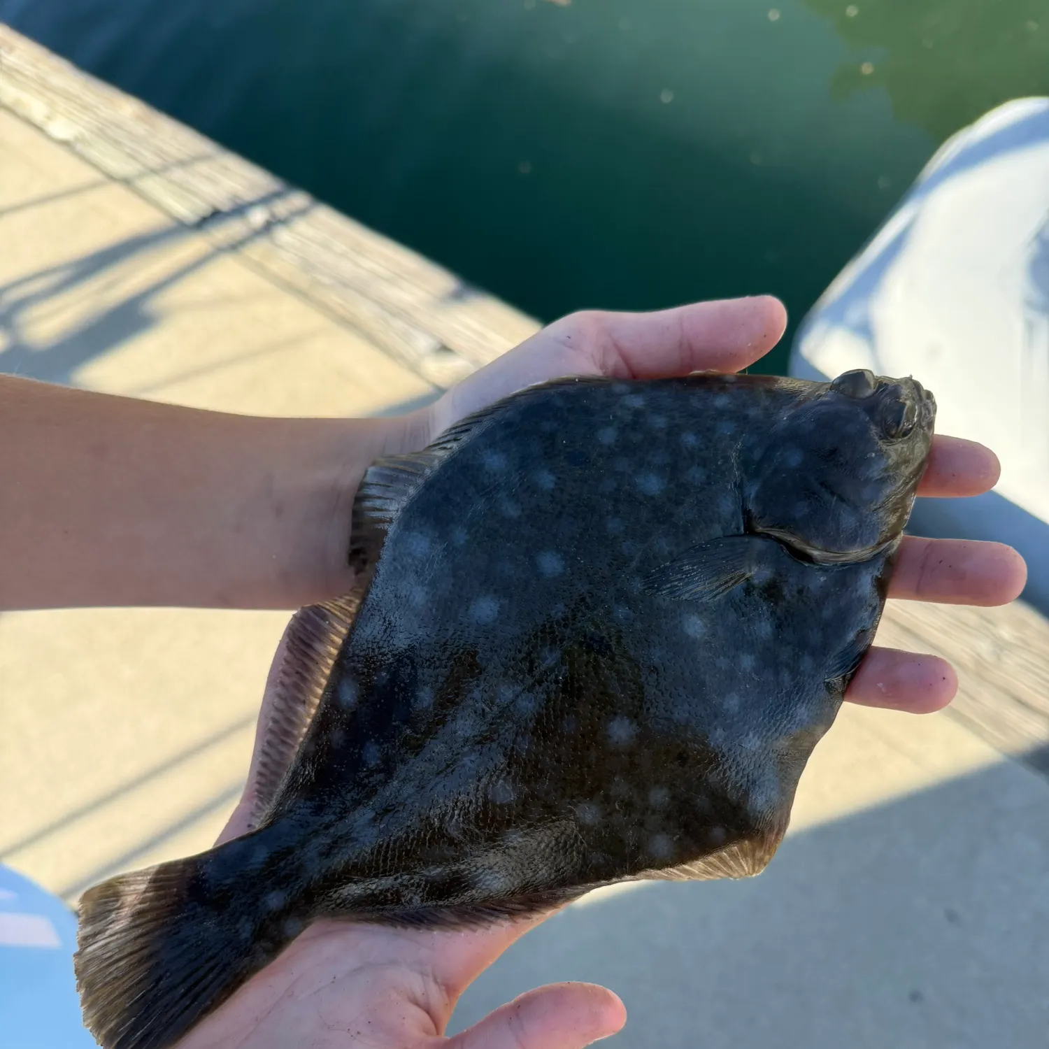 The most recent Diamond turbot catches on Fishbrain