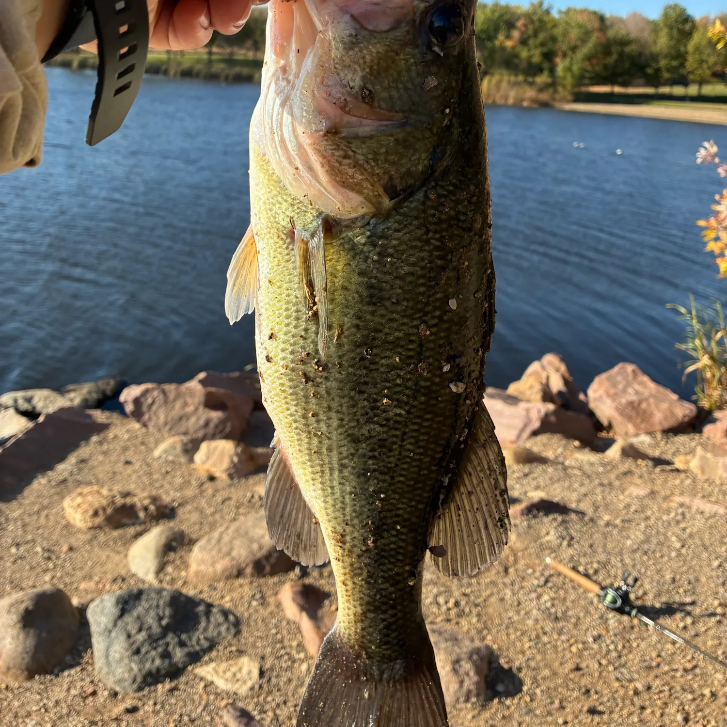 Largemouth bass caught on Fishbrain