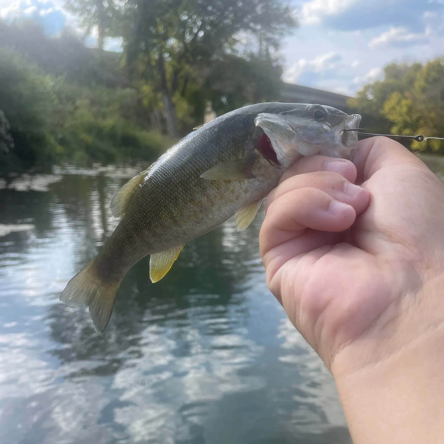 Smallmouth bass caught on Fishbrain