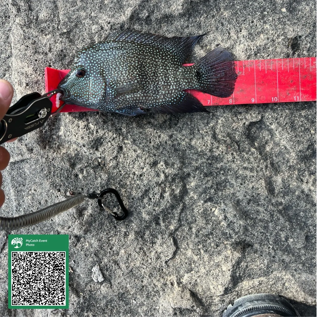The most recent Rio Grande cichlid catches on Fishbrain