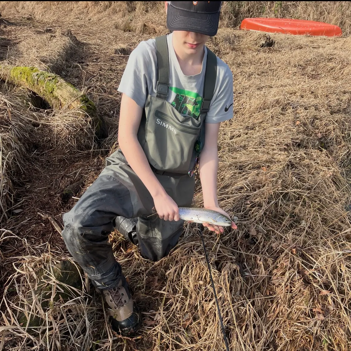 The most recent Coastal cutthroat trout catches on Fishbrain