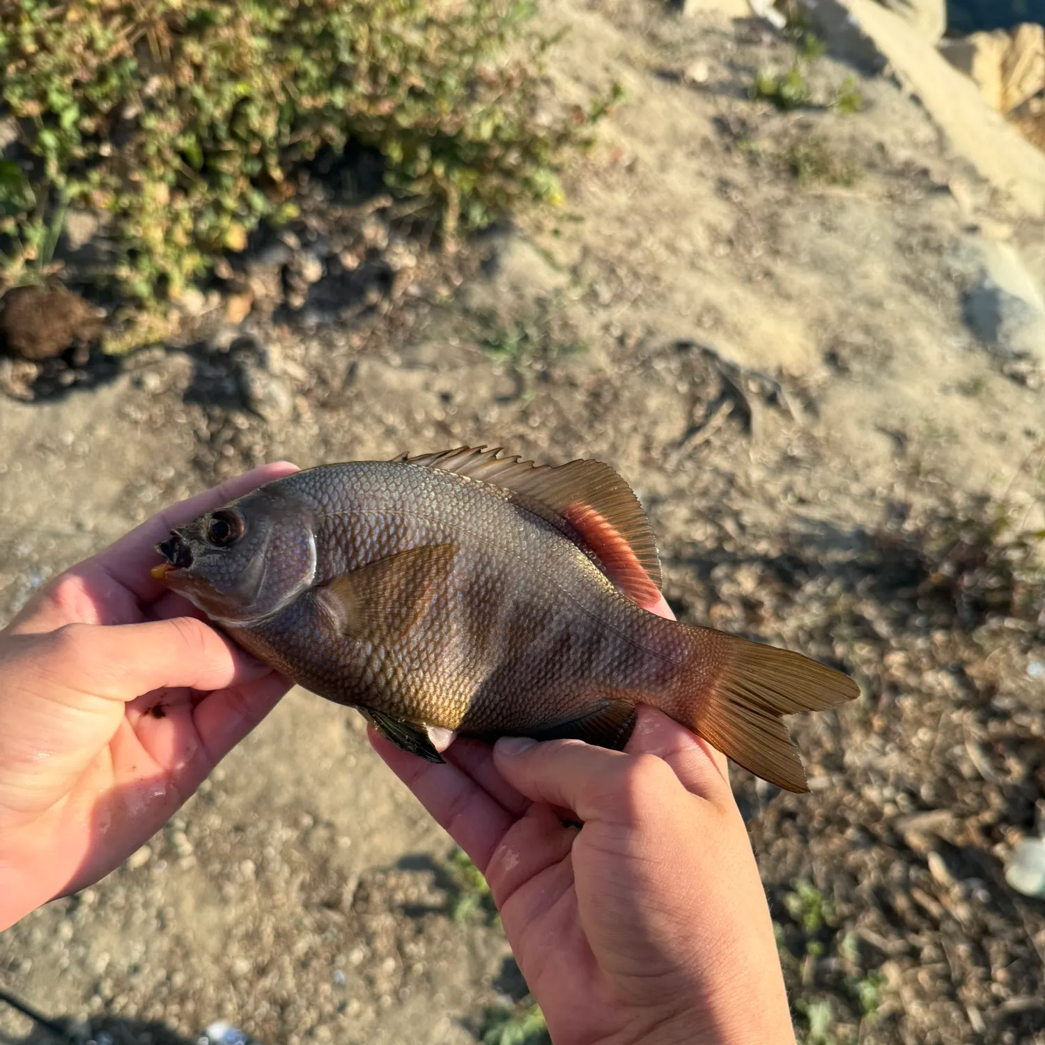 The most recent Black perch catches on Fishbrain