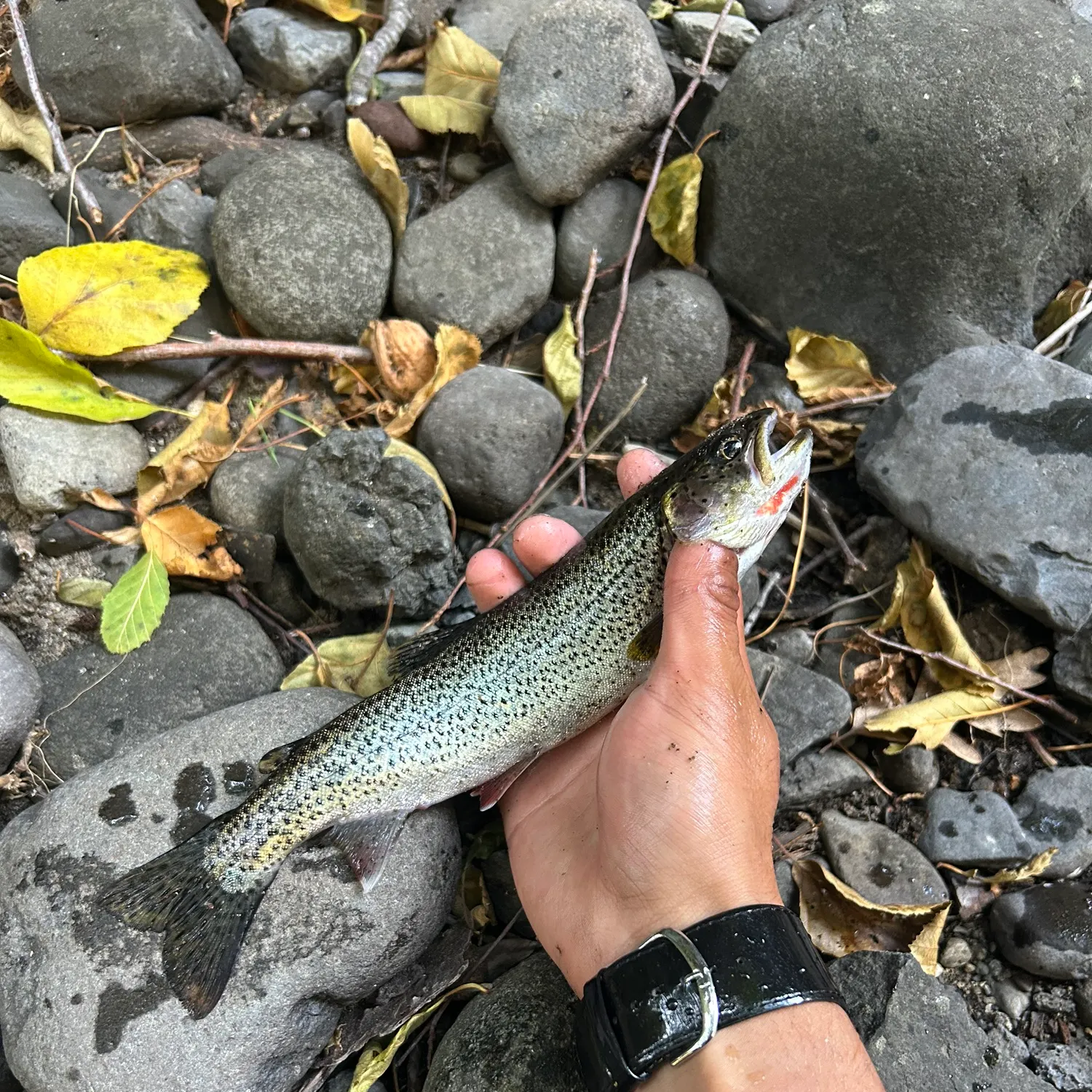 Westslope cutthroat trout caught on Fishbrain