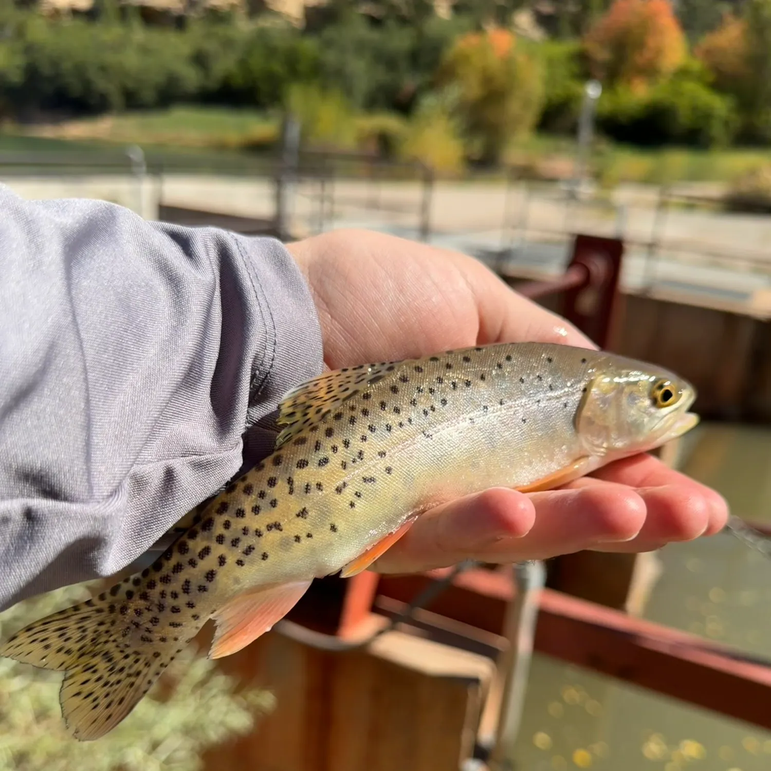 Cutthroat trout caught on Fishbrain