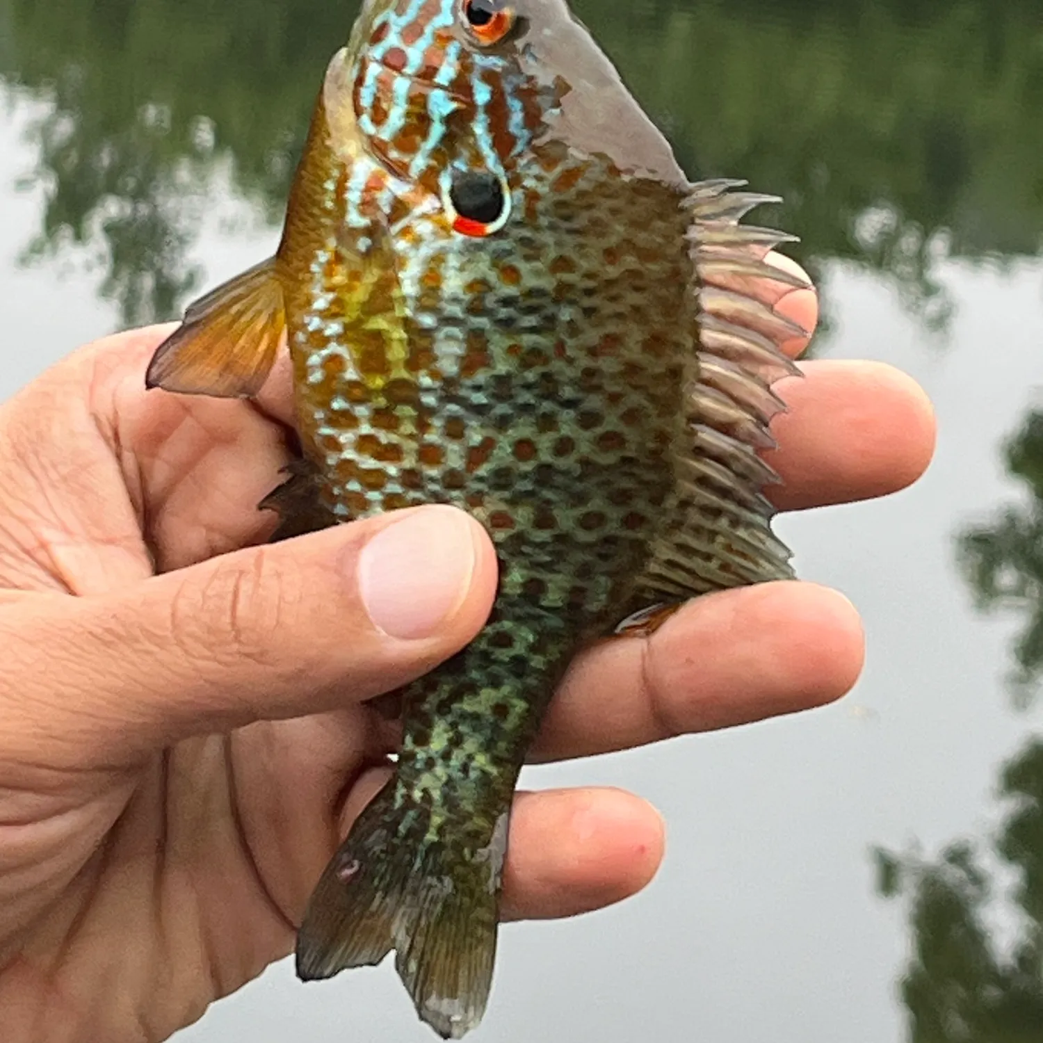 Pumpkinseed caught on Fishbrain