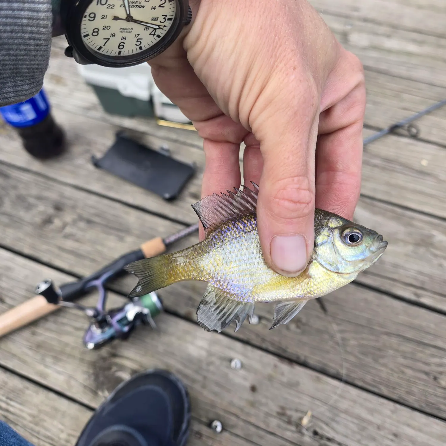 Bluegill caught on Fishbrain