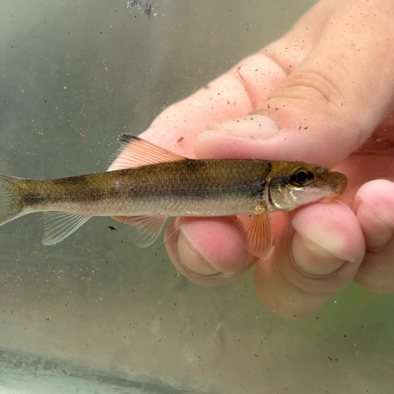 The most recent Bigeye jumprock catches on Fishbrain