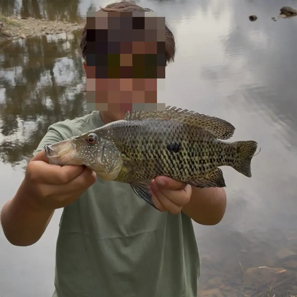 Turquoise cichlid caught on Fishbrain