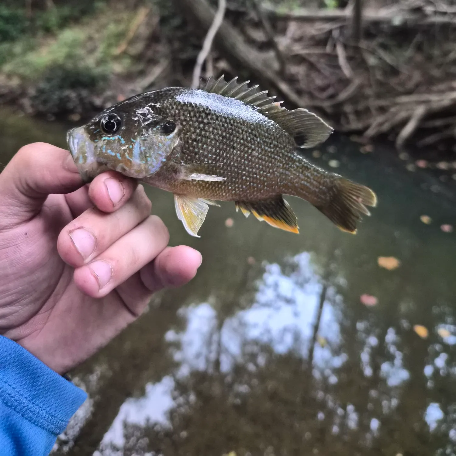 Green sunfish caught on Fishbrain