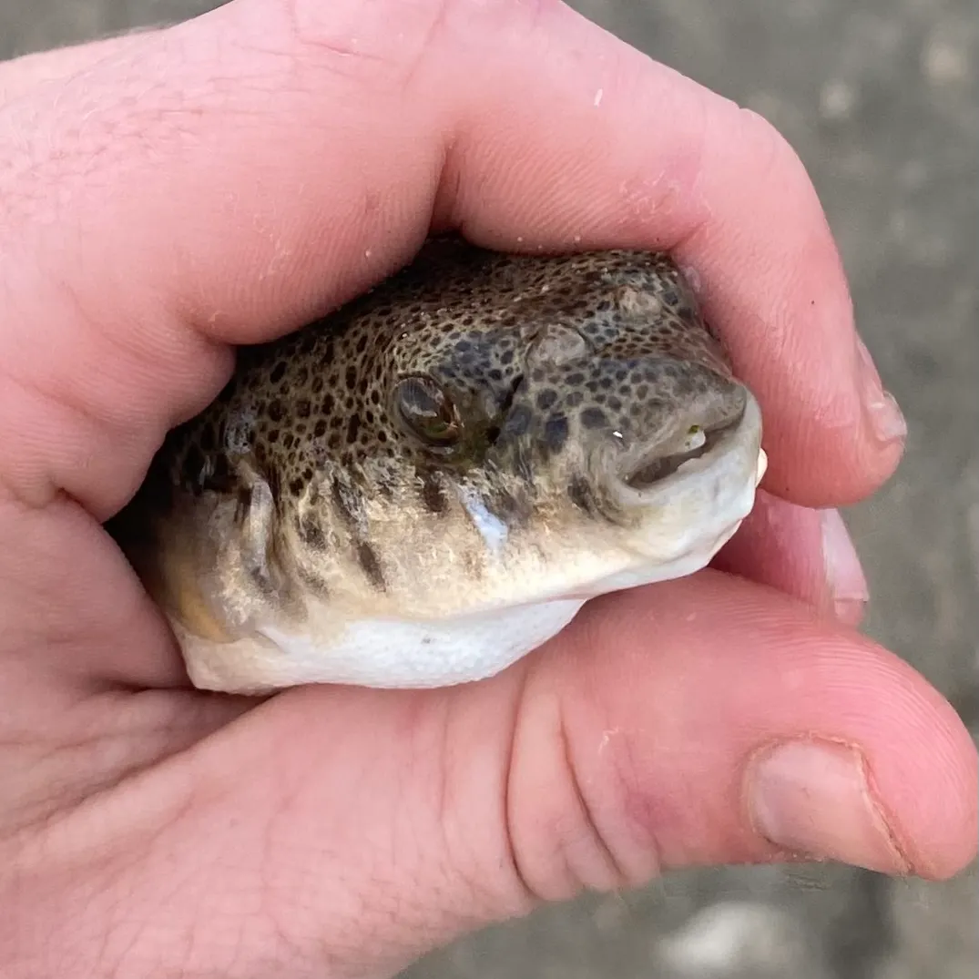 The most recent Common toadfish catches on Fishbrain