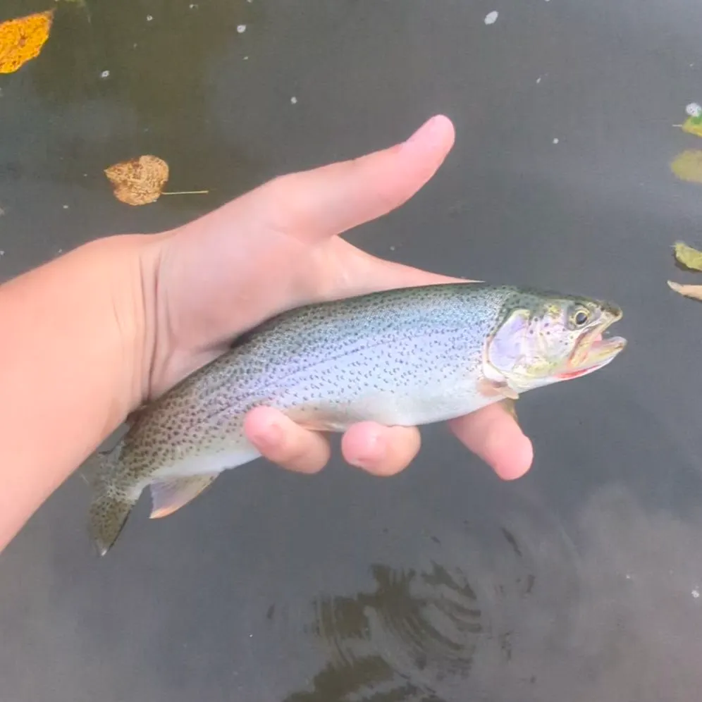 Cutthroat trout caught on Fishbrain