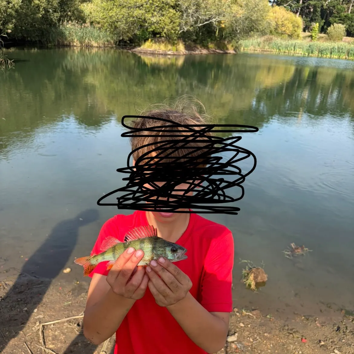 European perch caught on Fishbrain