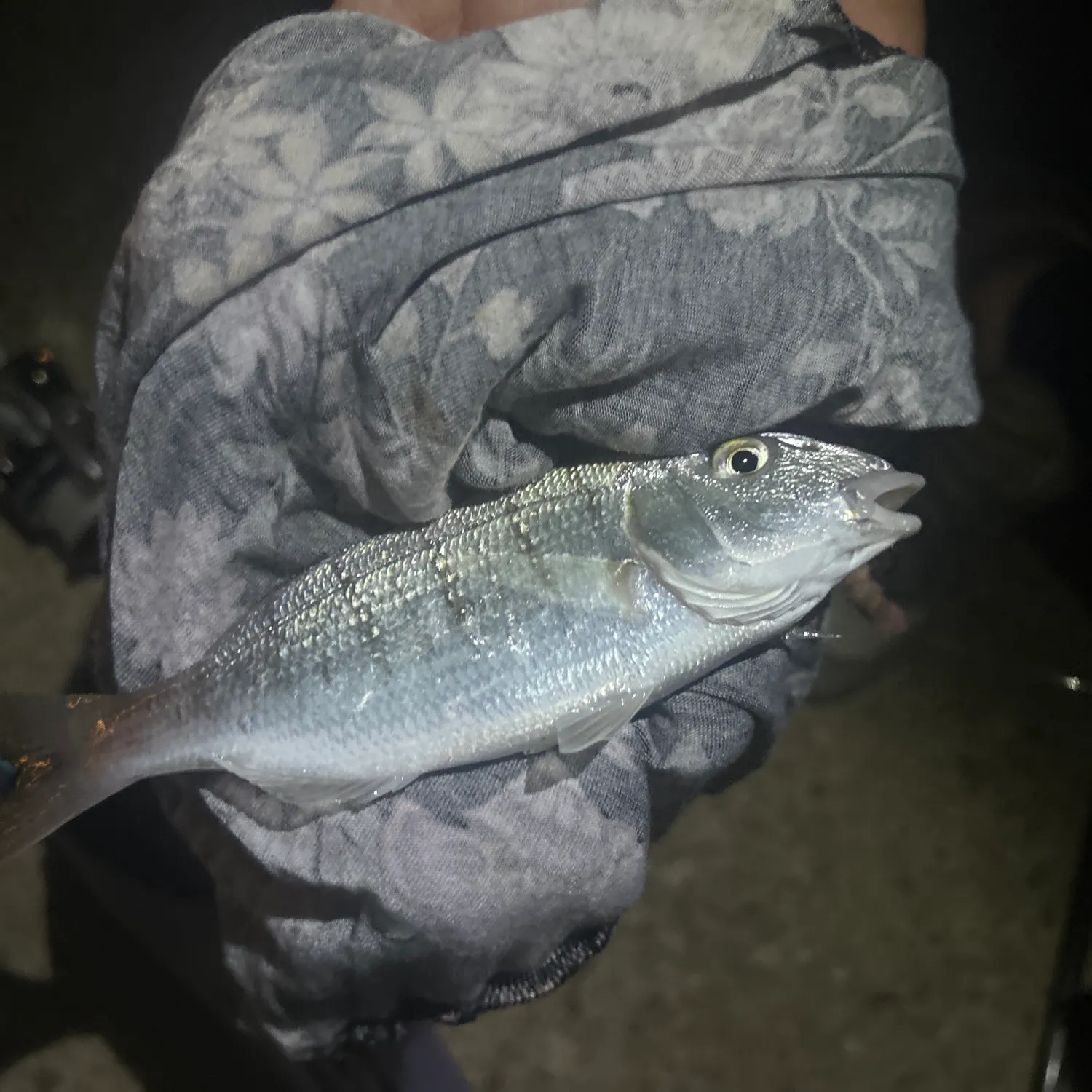 The most recent Striped seabream catches on Fishbrain