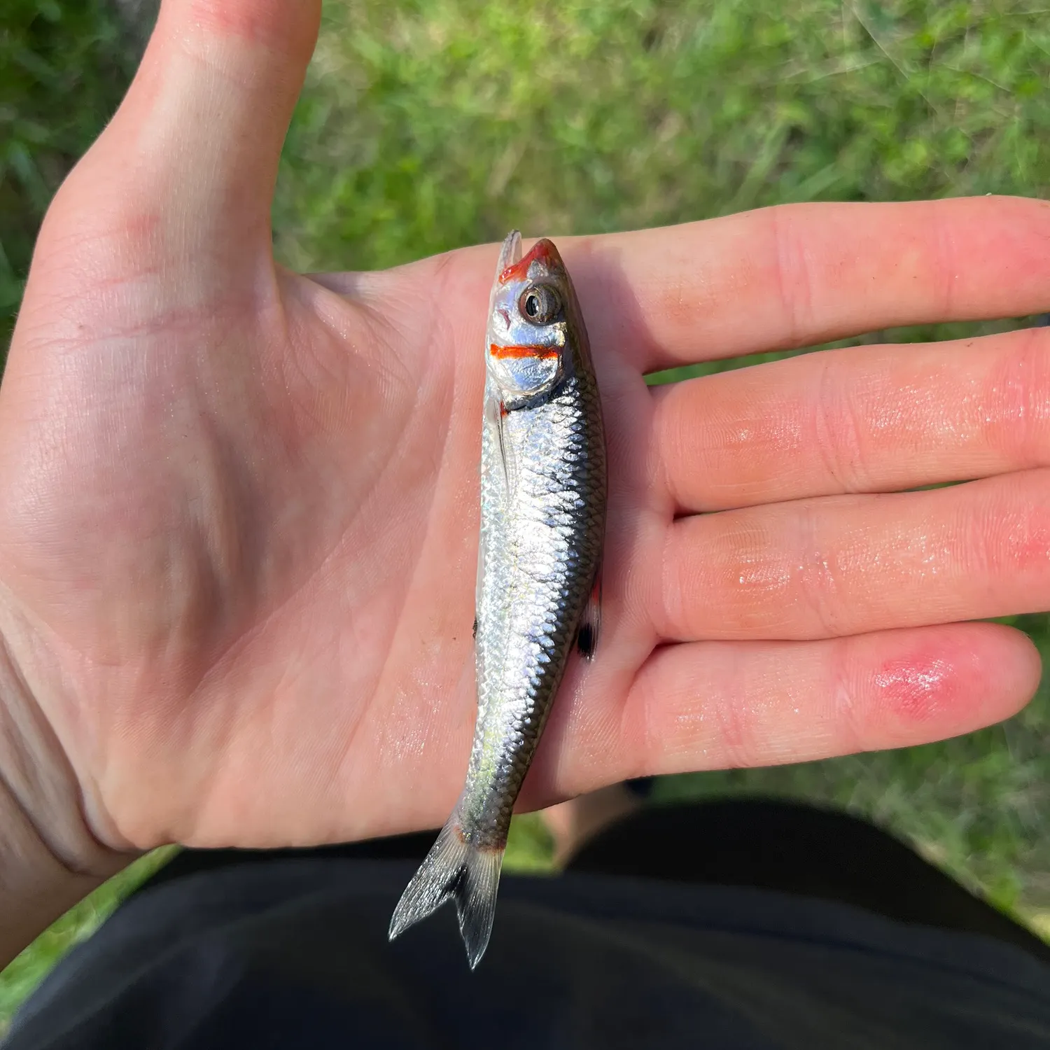 The most recent Warpaint shiner catches on Fishbrain