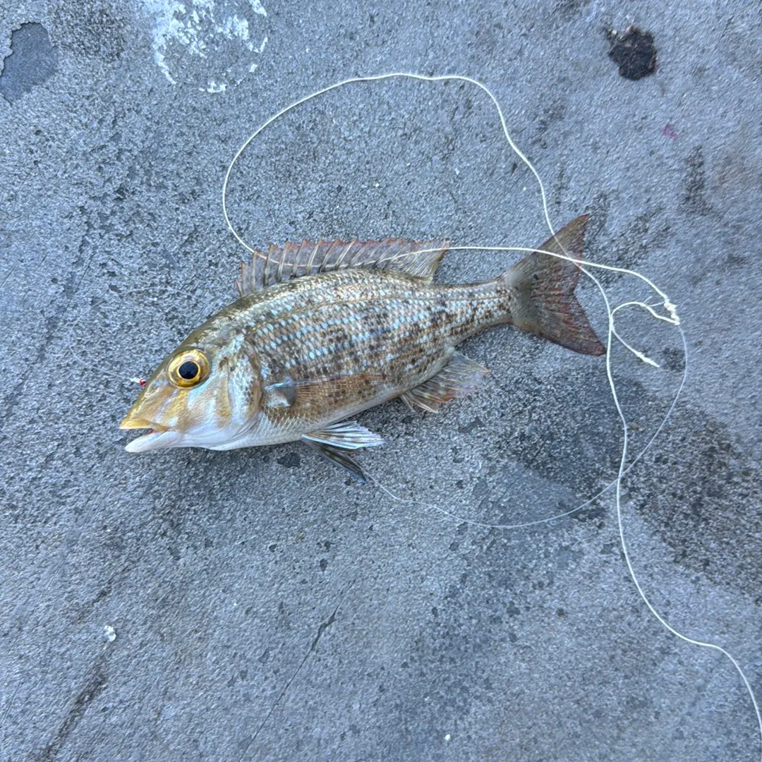 Australasian snapper caught on Fishbrain