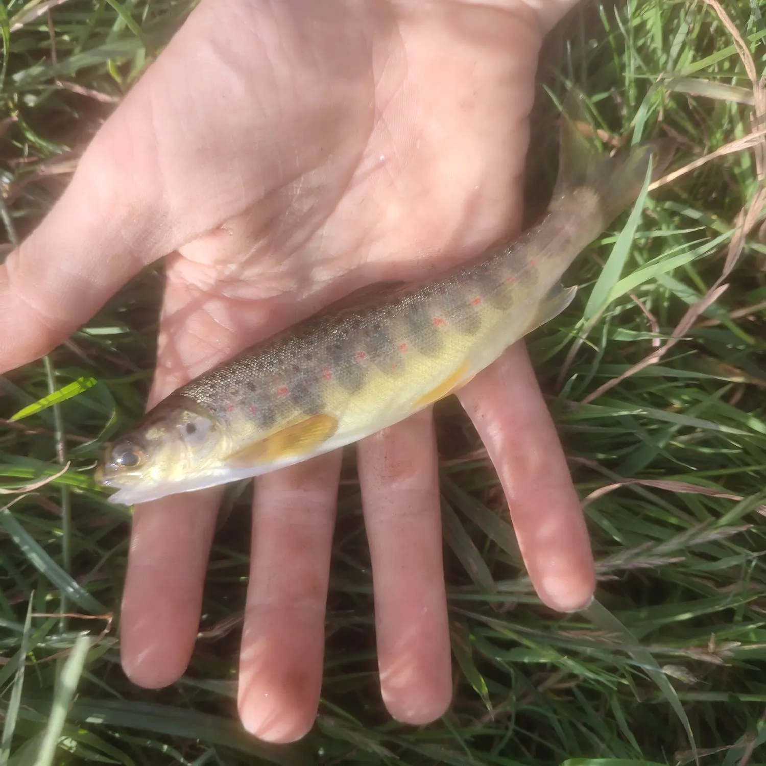 Atlantic salmon caught on Fishbrain