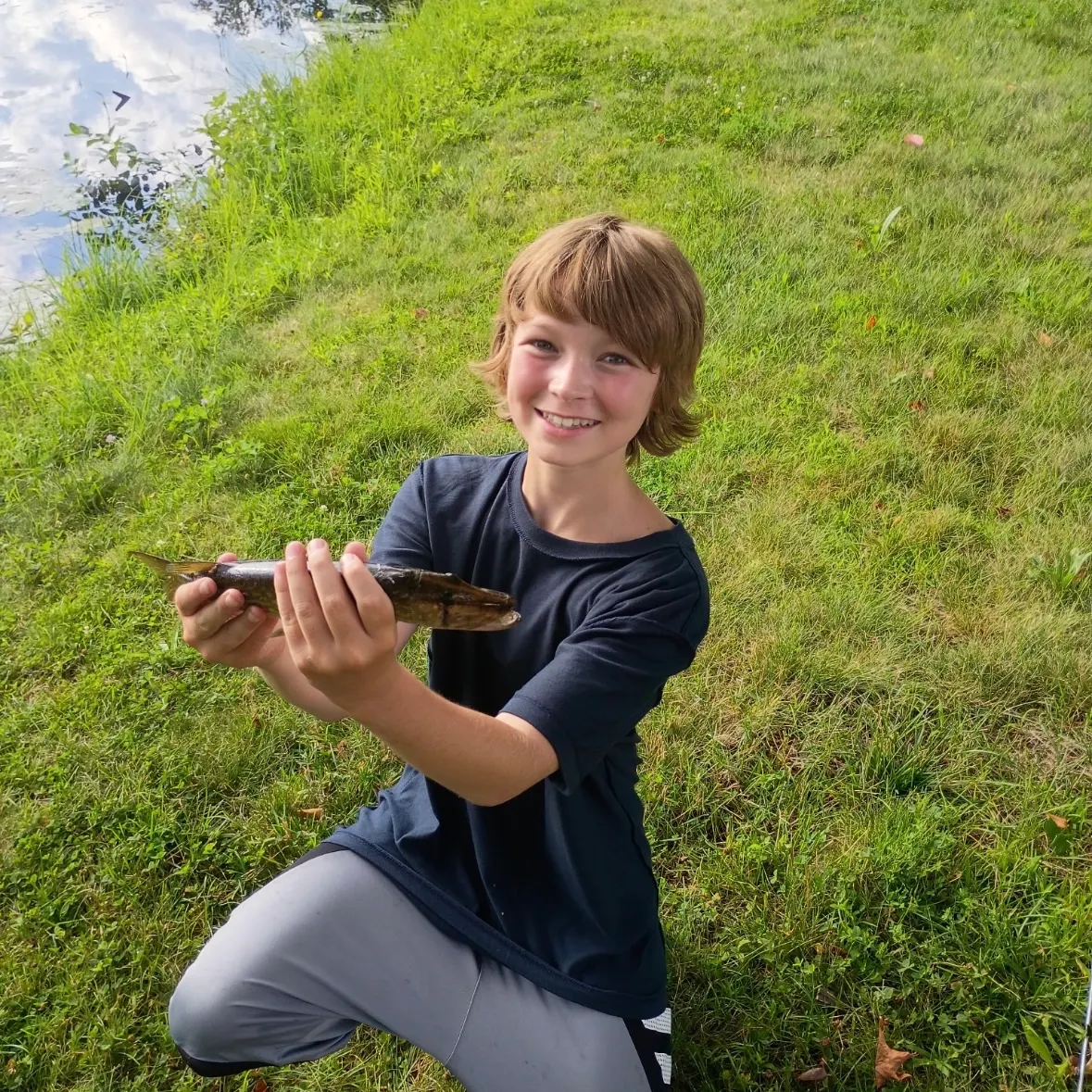 Chain pickerel caught on Fishbrain
