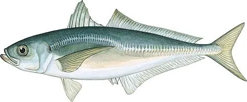 Japanese jack mackerel