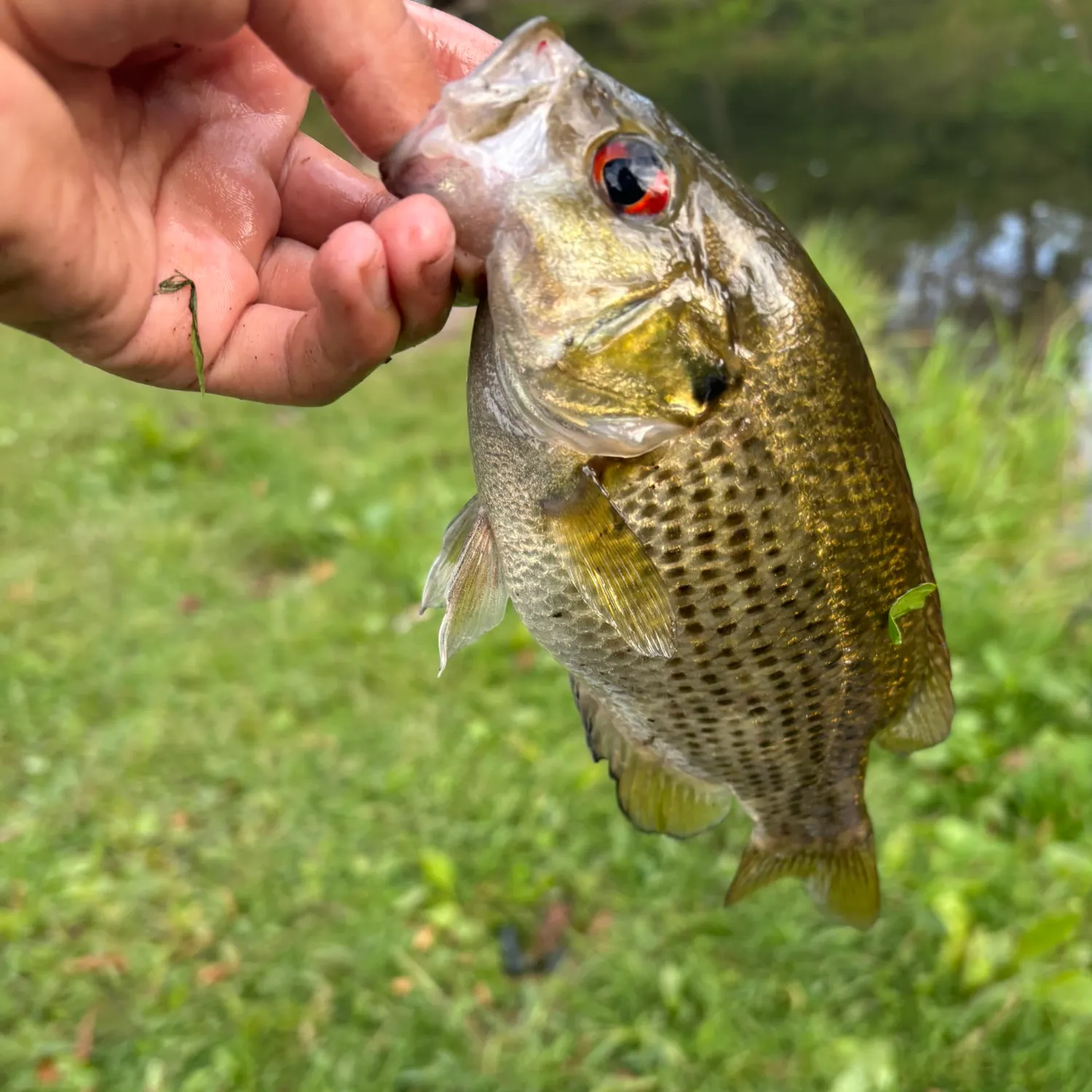 Rock bass caught on Fishbrain