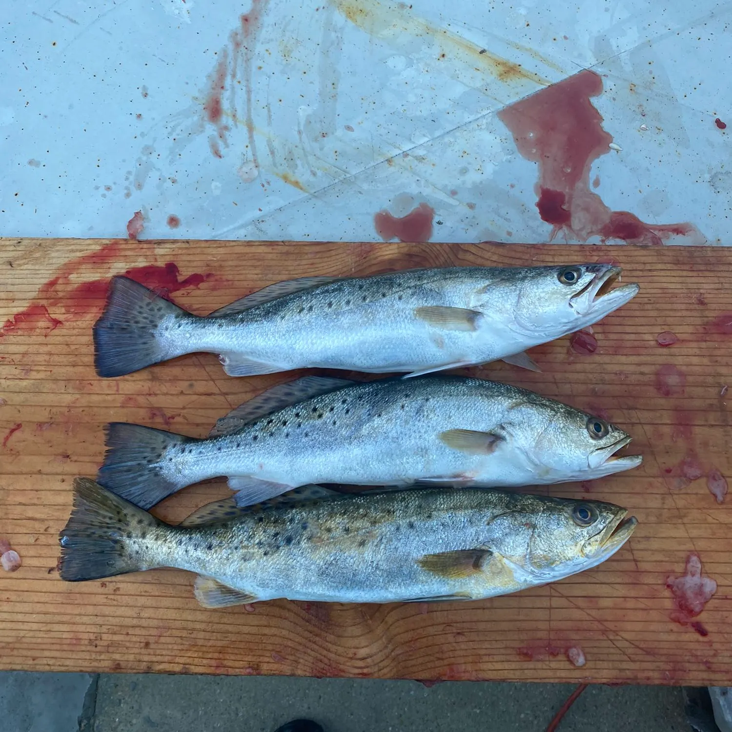 recently logged catches