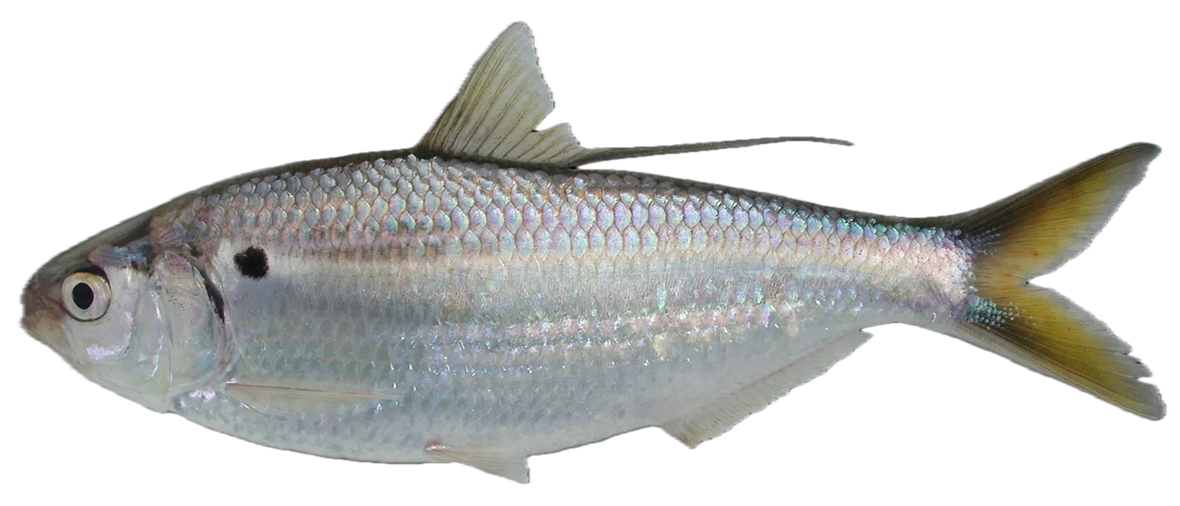 Threadfin shad