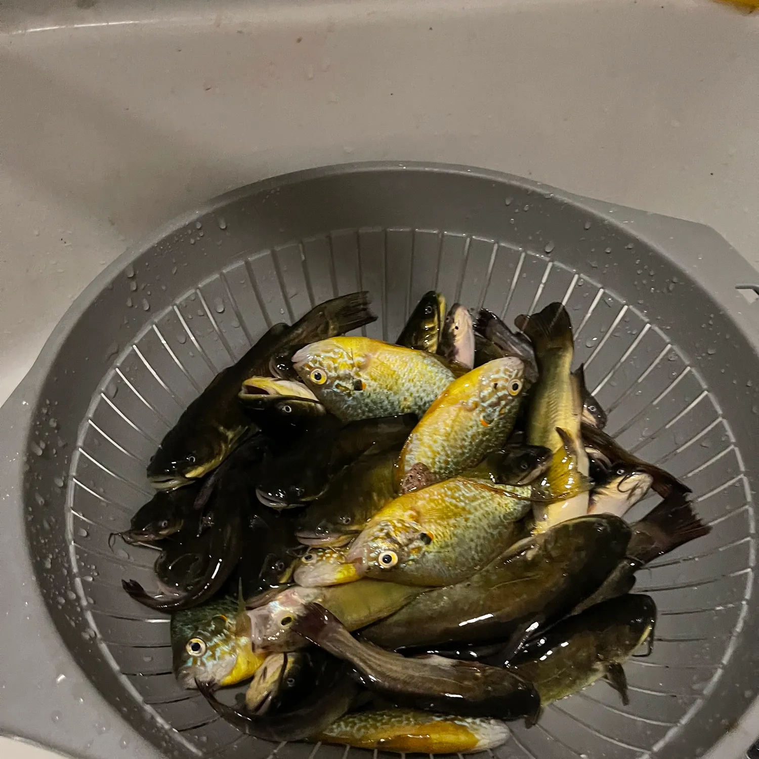 Pumpkinseed caught on Fishbrain