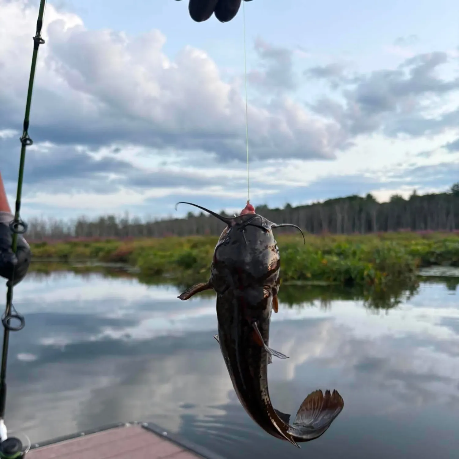 The most recent Long-whiskered catfish catches on Fishbrain