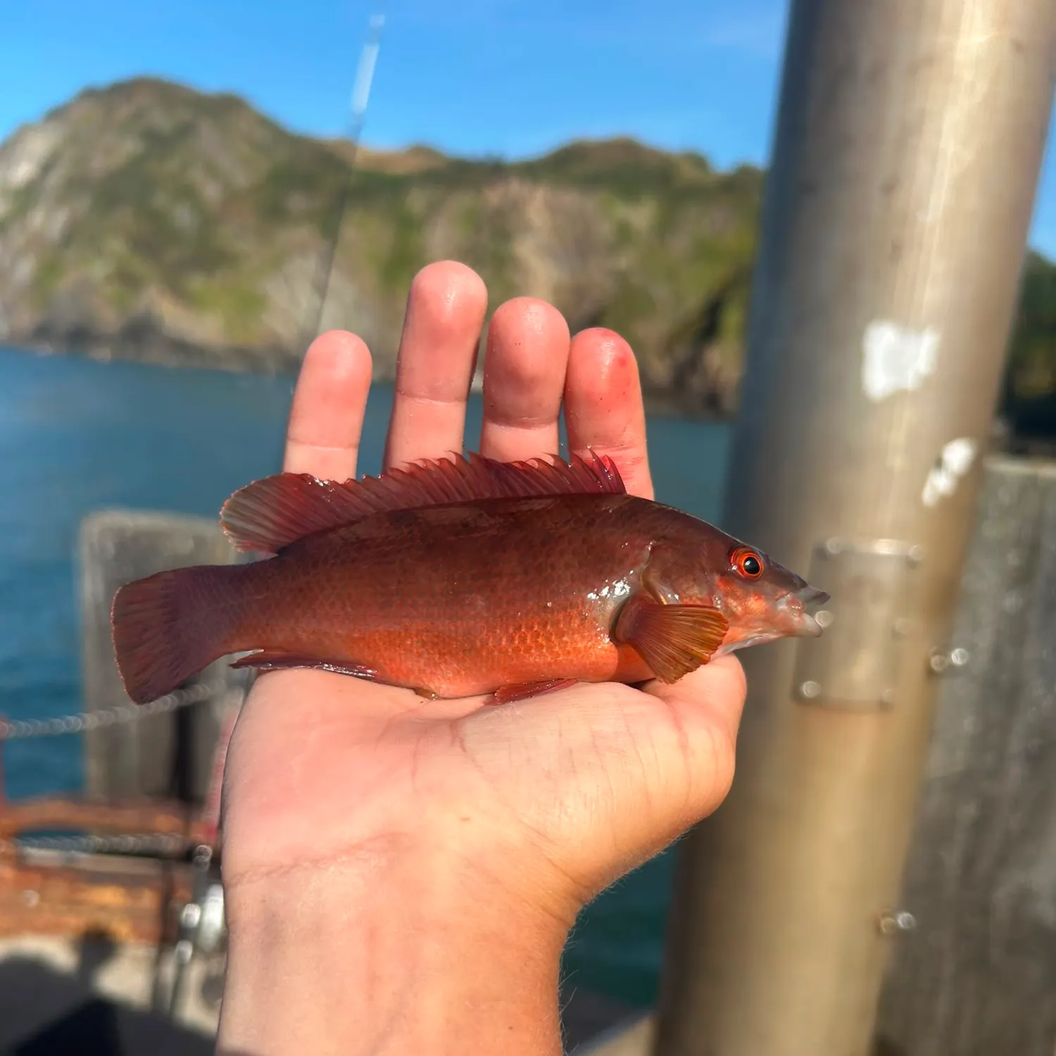 The most recent Cuckoo wrasse catches on Fishbrain
