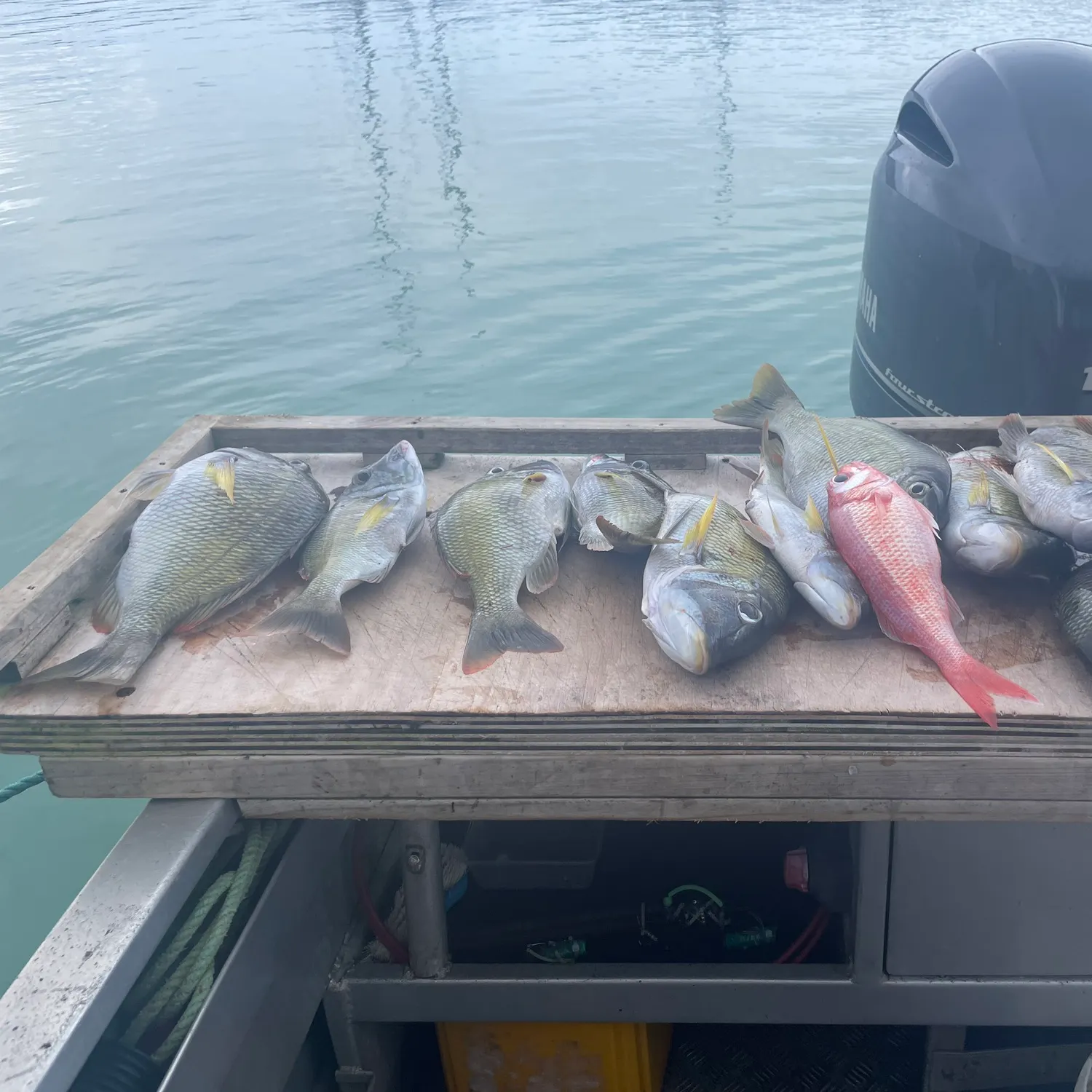 The most recent Star snapper catches on Fishbrain