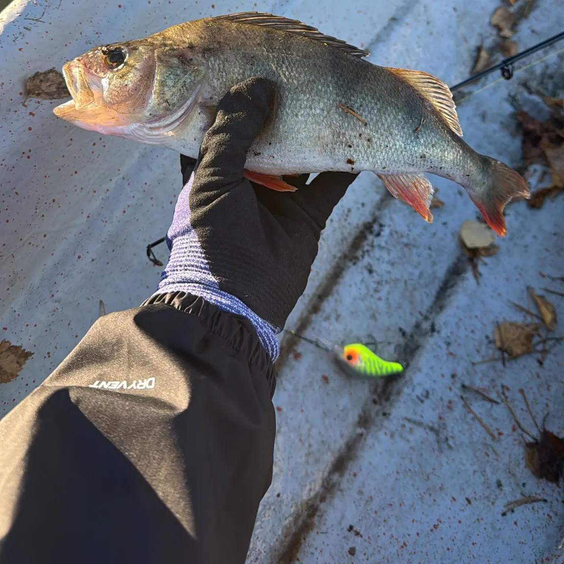 European perch caught on Fishbrain