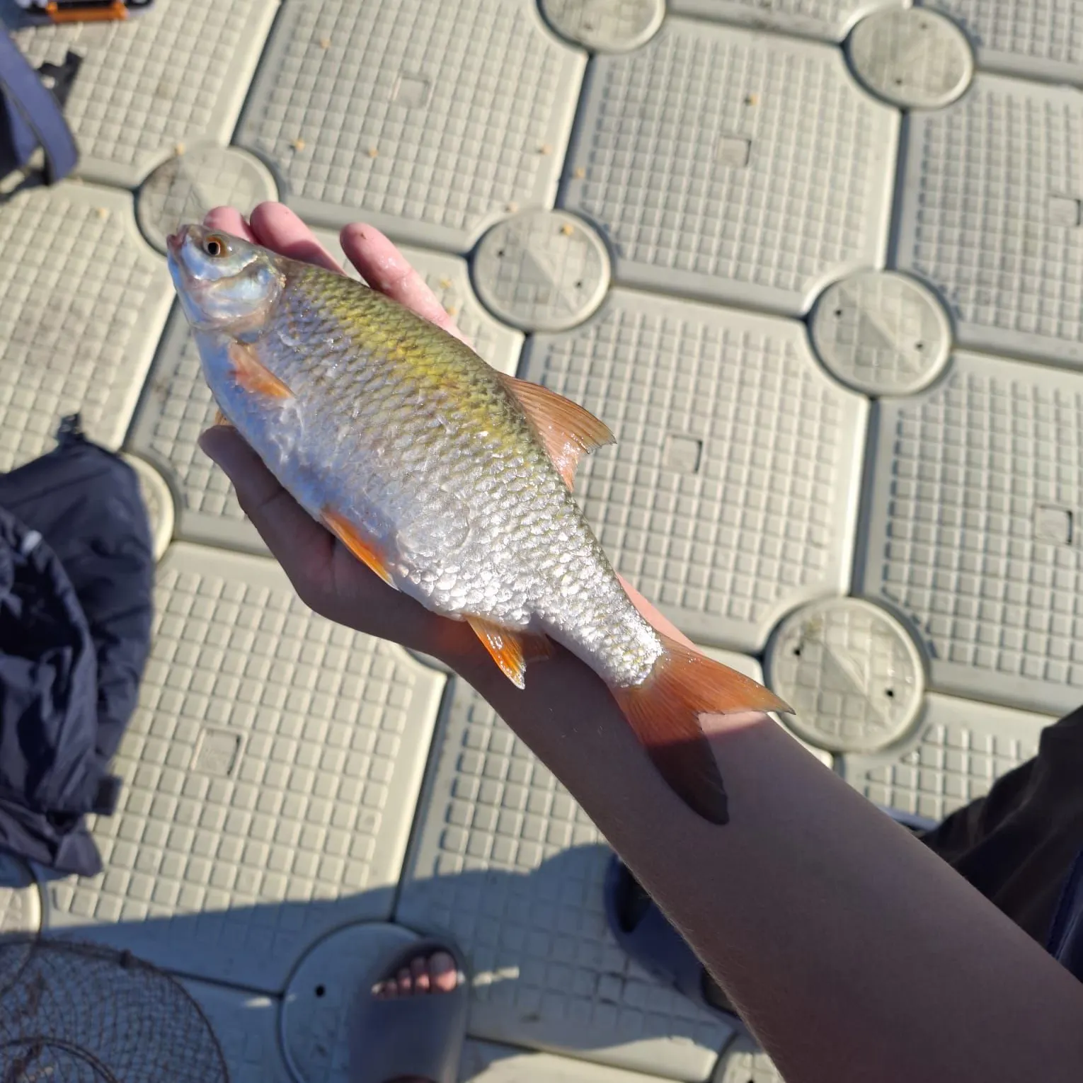Common roach caught on Fishbrain