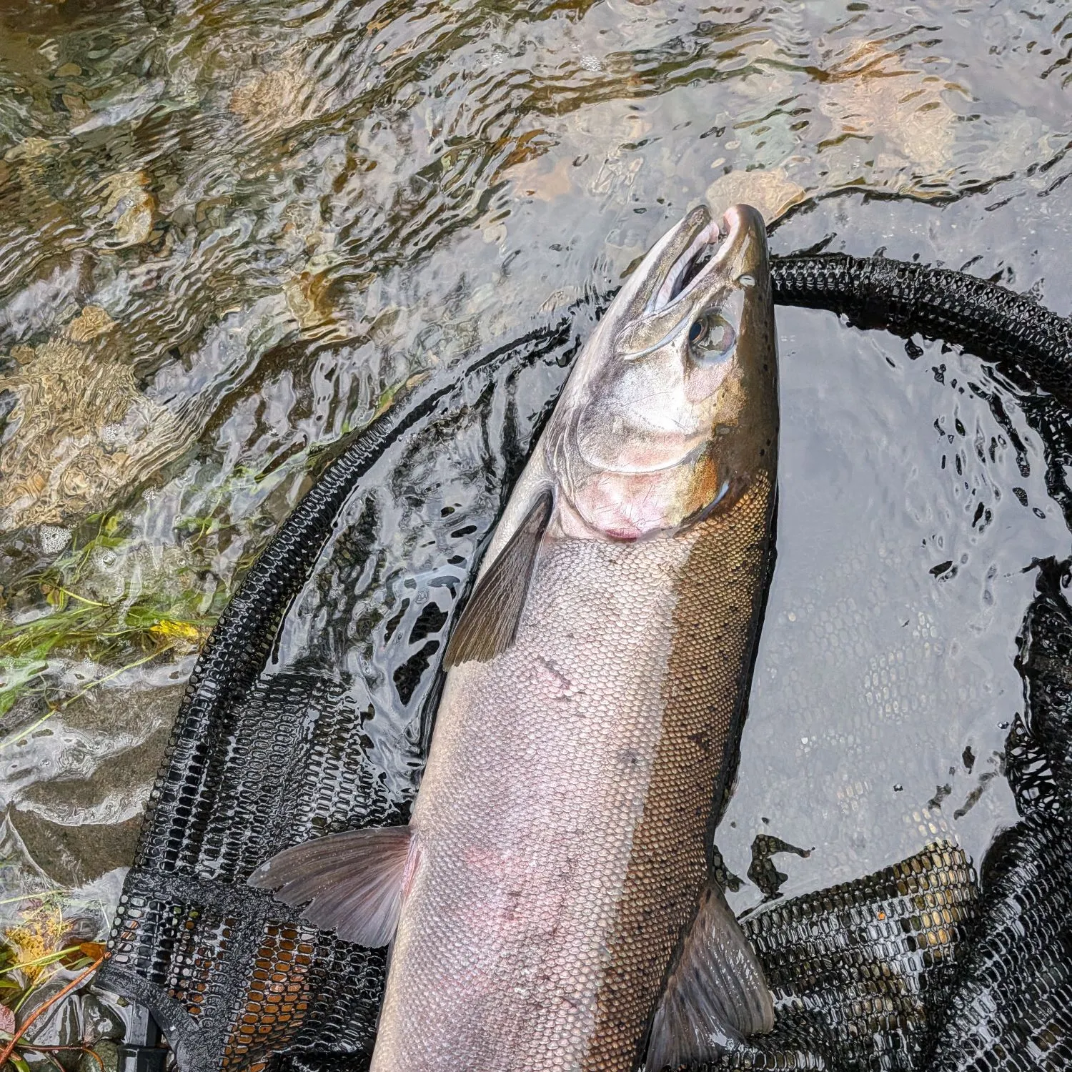Coho salmon caught on Fishbrain