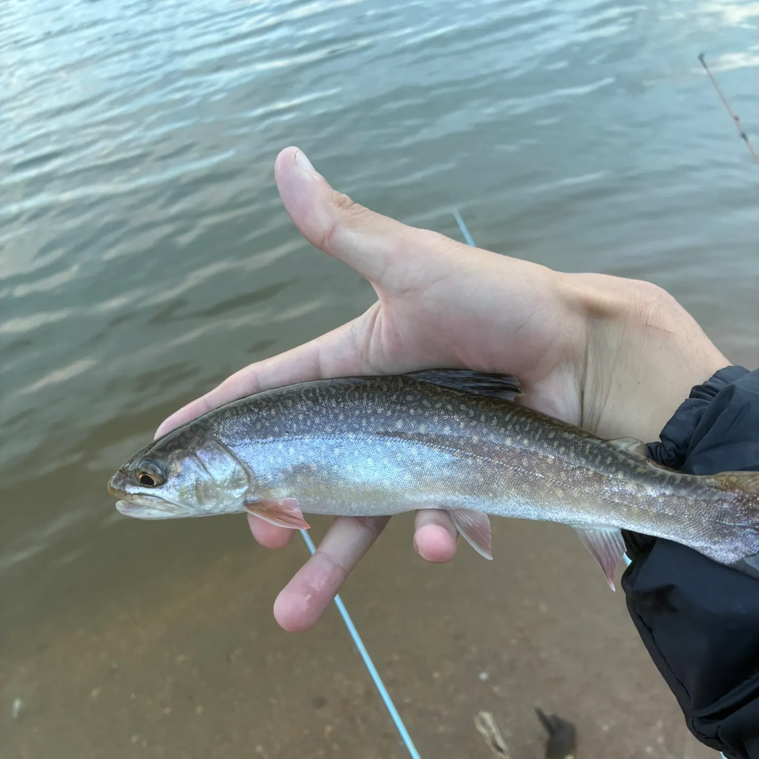 The most recent Splake catches on Fishbrain