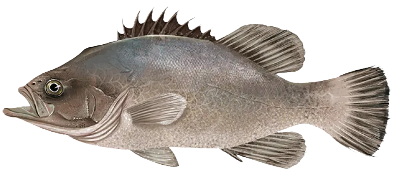 Wreckfish grouper
