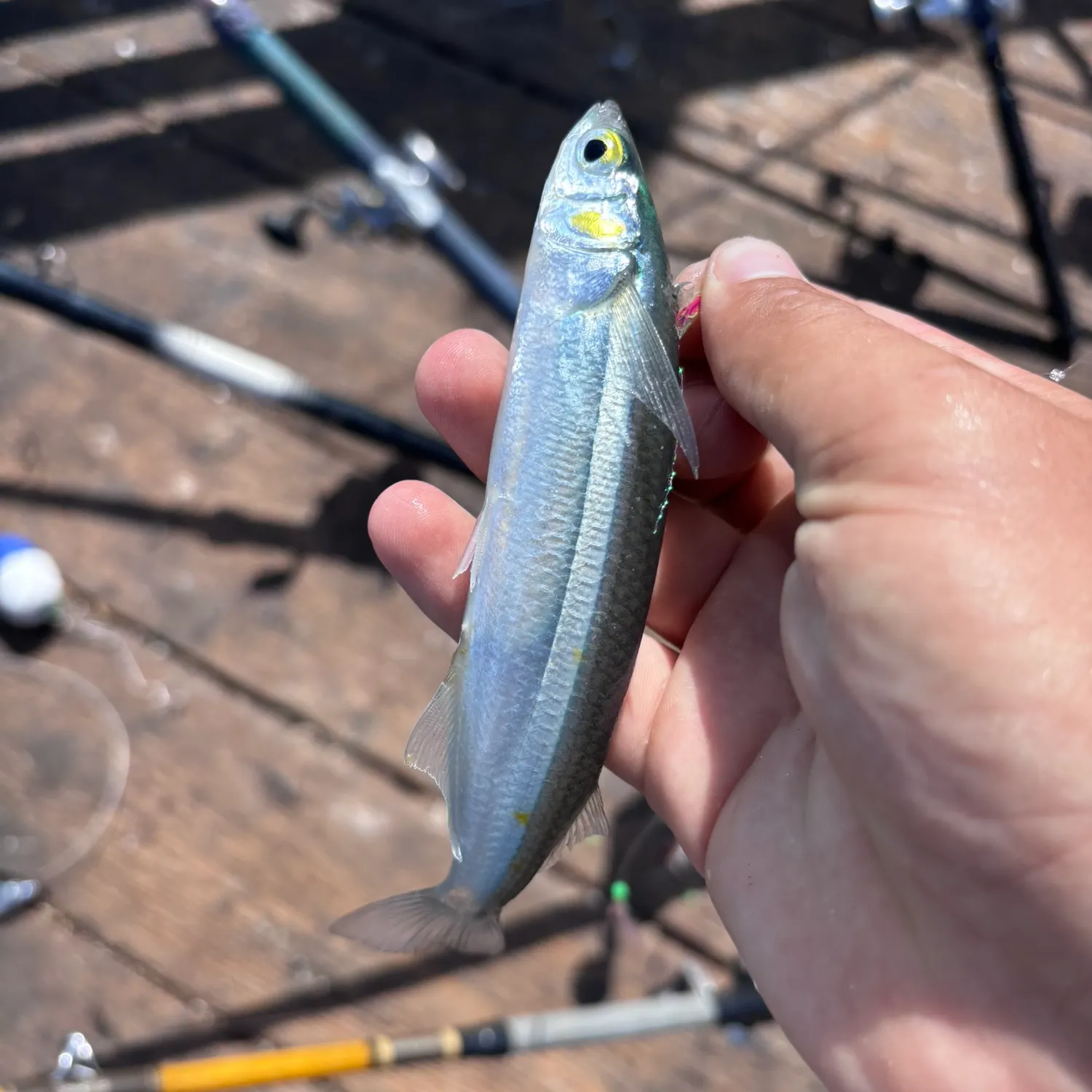 The most recent Topsmelt silverside catches on Fishbrain
