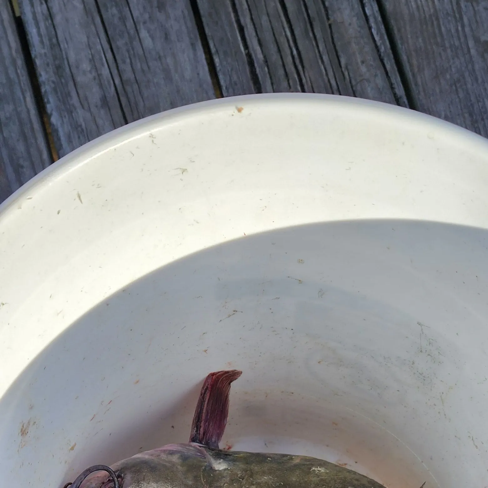 Channel catfish caught on Fishbrain