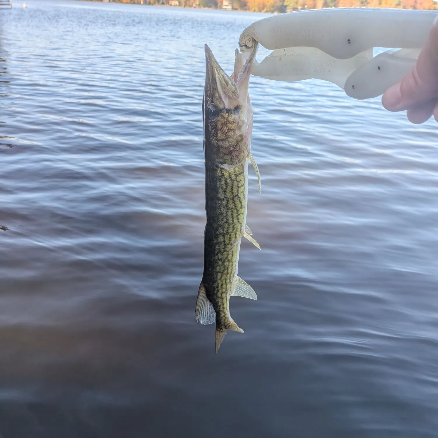 Chain pickerel caught on Fishbrain