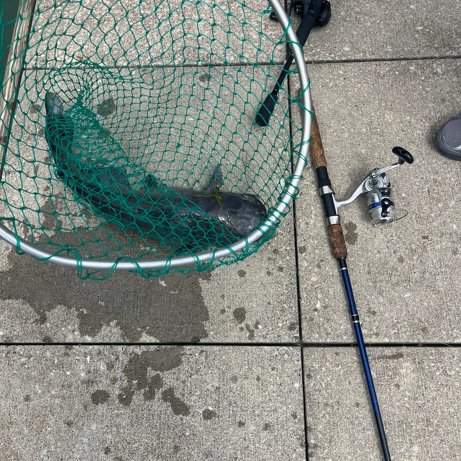 The most recent Flatwhiskered catfish catches on Fishbrain