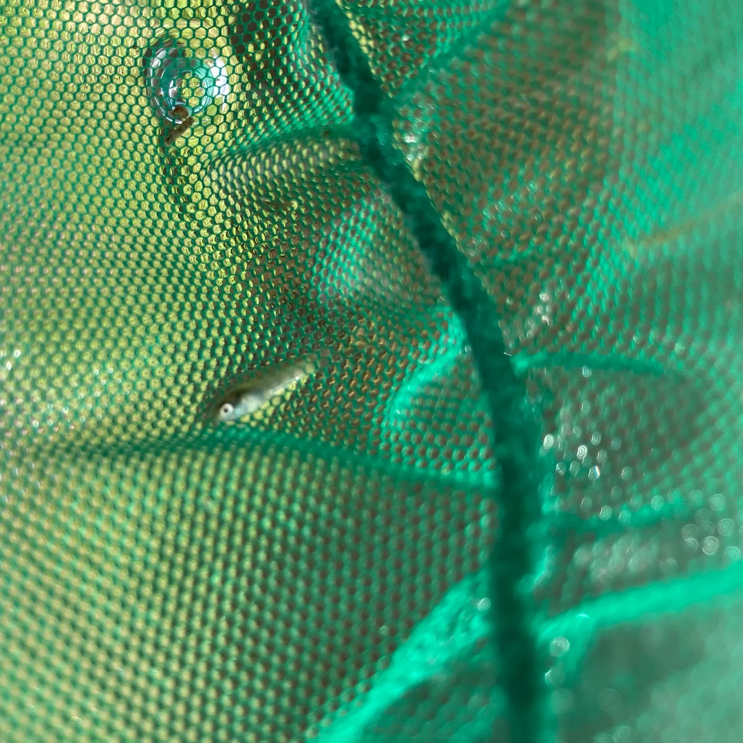 The most recent Western mosquitofish catches on Fishbrain