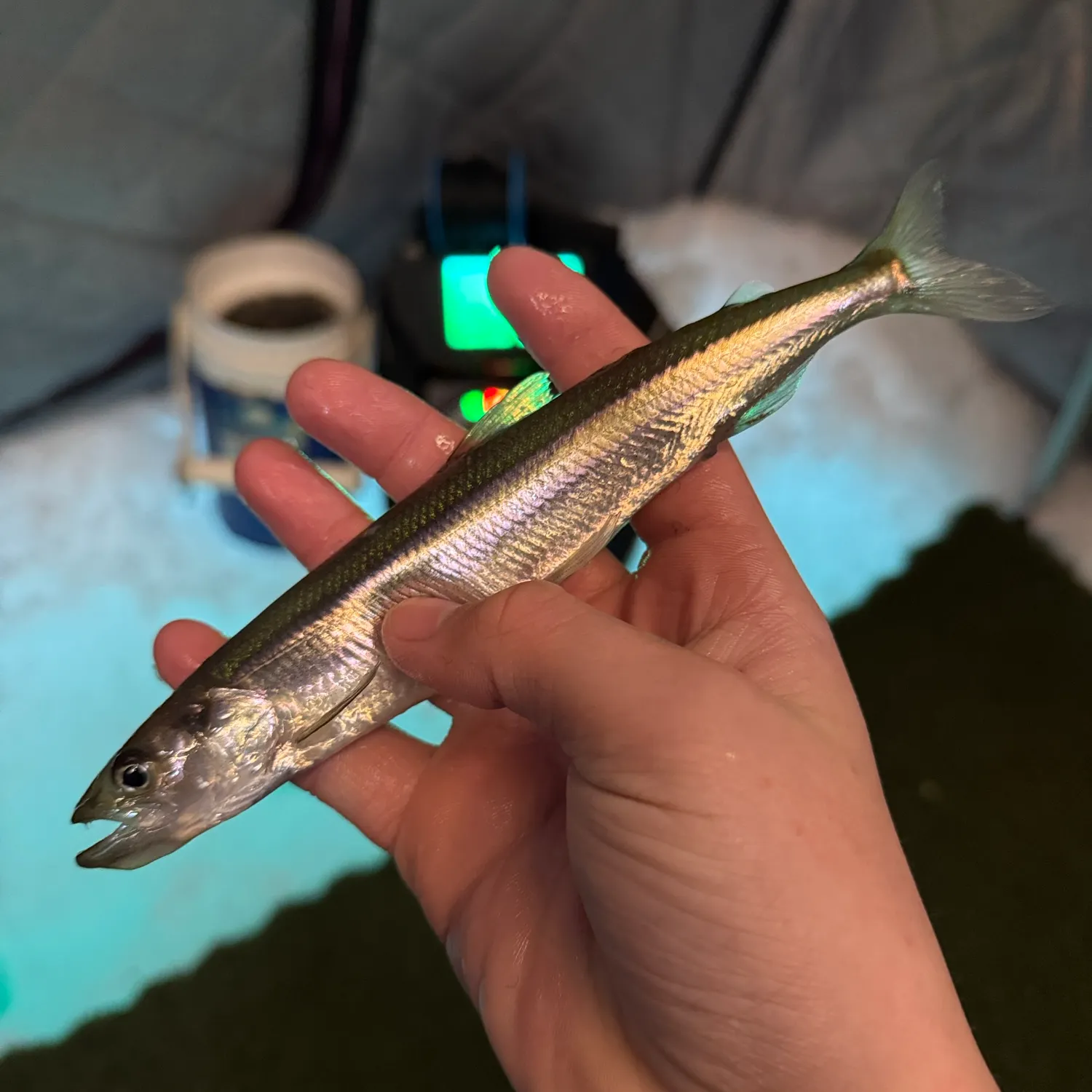 The most recent Arctic rainbow smelt catches on Fishbrain