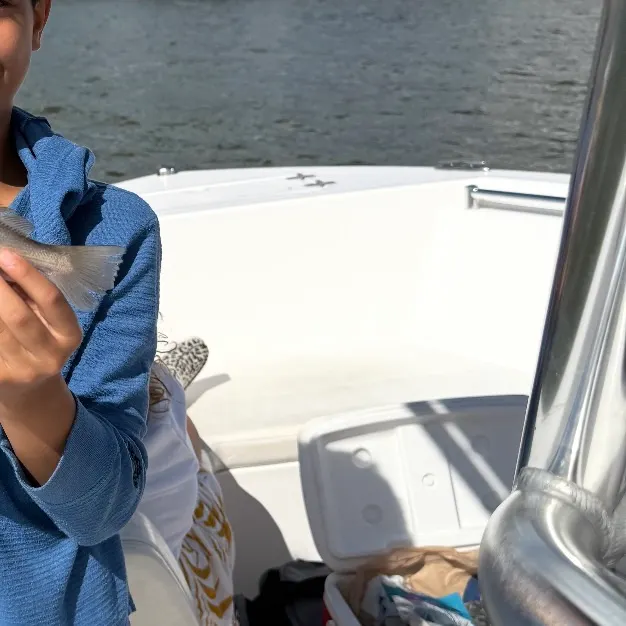 The most recent Sand seatrout catches on Fishbrain